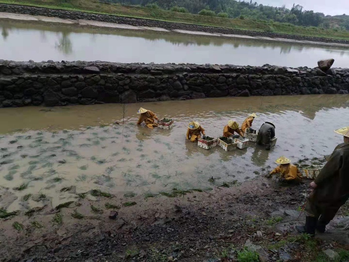 沉水植物施工 